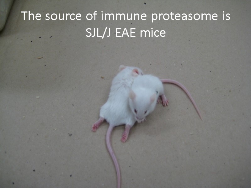 The source of immune proteasome is SJL/J EAE mice